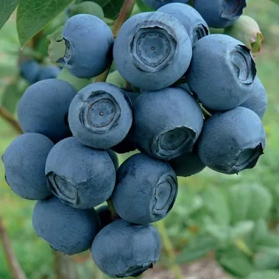 Голубика РУБЕЛ в Омске