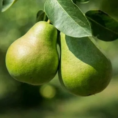 Груша Г-1 колонновидная  Груша Г-1 колонновидная в Омске