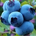 Голубика в Омске
