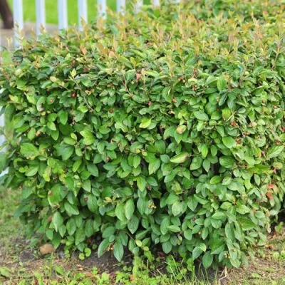 Кизильник блестящий — описание сорта Кизильник блестящий в Омске