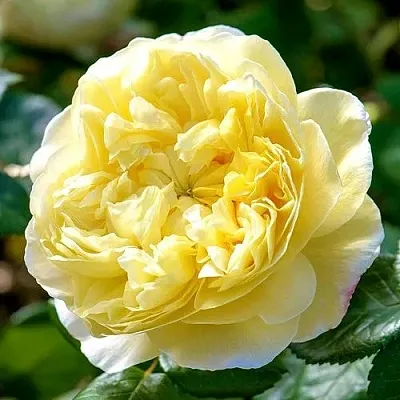 Саженцы роз ЧАРЛЬЗ ДАРВИН английская  Саженцы роз ЧАРЛЬЗ ДАРВИН английская в Омске