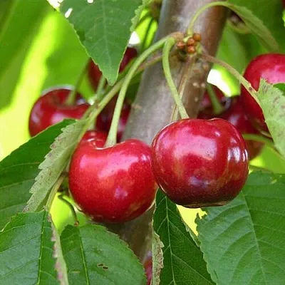 Черешня 15-26-5  Черешня 15-26-5 в Омске