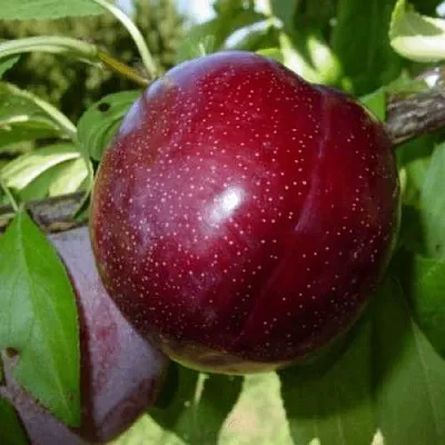 ШАРАФУГА  ШАРАФУГА в Омске