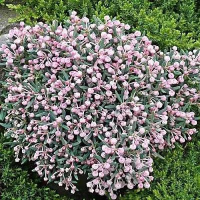 Андромеда БЛЮ АЙС многолистная  Андромеда БЛЮ АЙС многолистная в Омске