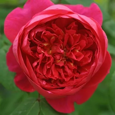 Саженцы роз БЕНДЖАМИН БРИТТЕН шраб  Саженцы роз БЕНДЖАМИН БРИТТЕН шраб в Омске