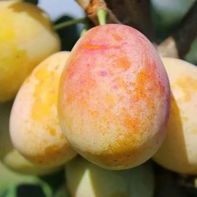 АПРИМИРА  АПРИМИРА в Омске