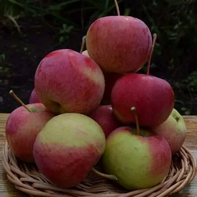 Яблоня РОДНИКОВАЯ  Яблоня РОДНИКОВАЯ в Омске