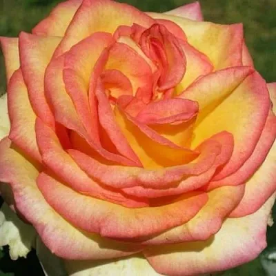 Саженцы роз АМАЗОНКА чайно-гибридная  Саженцы роз АМАЗОНКА чайно-гибридная в Омске