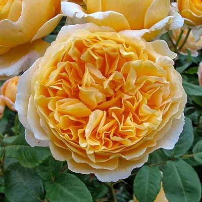 Саженцы роз БЕАТРИС английская  Саженцы роз БЕАТРИС английская в Омске