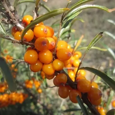Облепиха СУДАРУШКА  Облепиха СУДАРУШКА в Омске