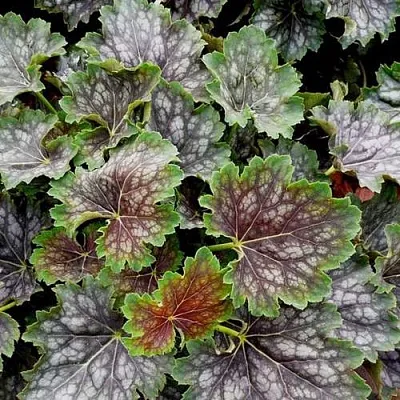 Гейхера МАРВЕЛОС МАРБЛ СИЛЬВЕР  Гейхера МАРВЕЛОС МАРБЛ СИЛЬВЕР в Омске