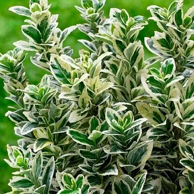 Бересклет  Бересклет в Омске