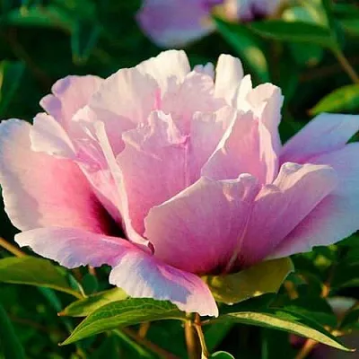 Пион ВРАТА ХРАМА древовидный   Пион ВРАТА ХРАМА древовидный  в Омске