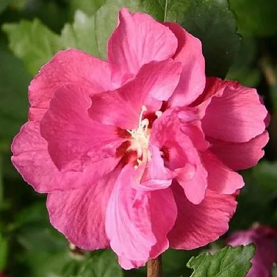 Гибискус ДЮК ДЕ БРАБАНТ сирийский  в Омске