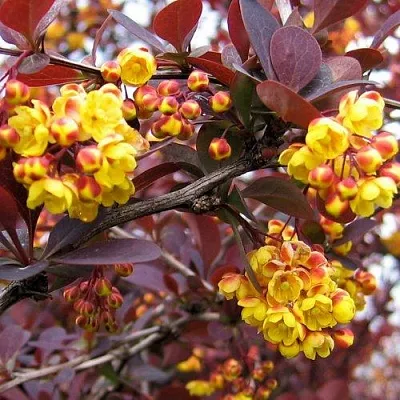 Барбарис СУПЕРБА оттавский   Барбарис СУПЕРБА оттавский  в Омске