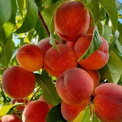 Персик ПОСОЛ МИРА  Персик ПОСОЛ МИРА в Омске