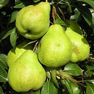 Груша АВГУСТОВСКАЯ РОСА  Груша АВГУСТОВСКАЯ РОСА в Омске