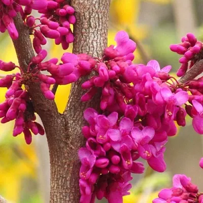 Церцис  Церцис в Омске