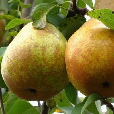 Груша БЕЛОРУСКА  Груша БЕЛОРУСКА в Омске