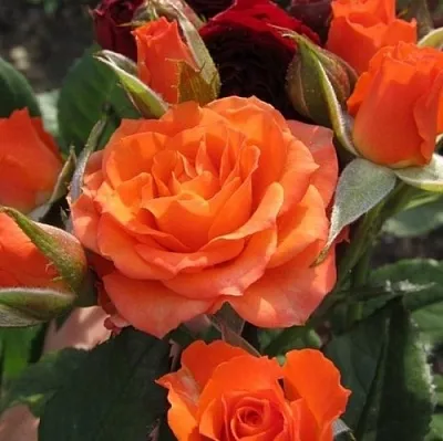 Саженцы роз АЛЕГРИЯ спрей  Саженцы роз АЛЕГРИЯ спрей в Омске