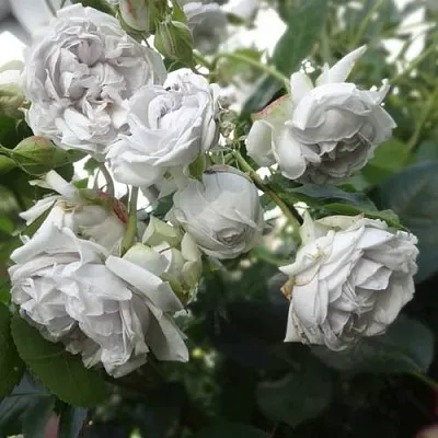 Саженцы роз ГРИЗЕЛИС шраб  Саженцы роз ГРИЗЕЛИС шраб в Омске