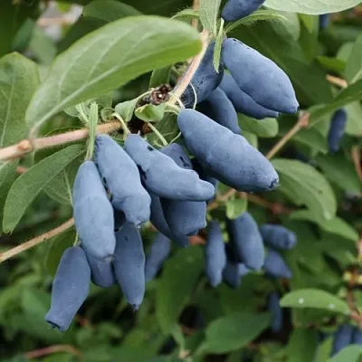 Жимолость съедобная ТОМИ японская  Жимолость съедобная ТОМИ японская в Омске