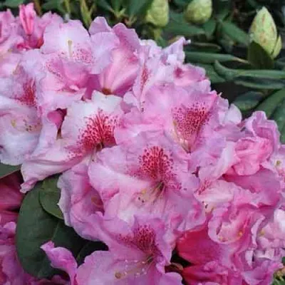 Рододендрон КЛАУДИУС  Рододендрон КЛАУДИУС в Омске