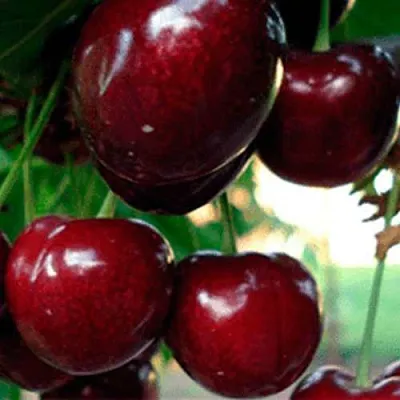 Черешня ВАСИЛИСА  Черешня ВАСИЛИСА в Омске