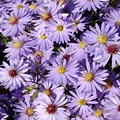 Астра БЛЮ ХЕВЕН сердцелистная  Астра БЛЮ ХЕВЕН сердцелистная в Омске