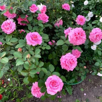 Саженцы роз ЭШЛИ чайно-гибридная — описание сорта Саженцы роз ЭШЛИ чайно-гибридная в Омске