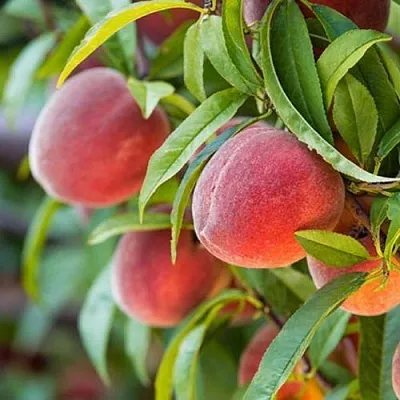 Персик РЭД ХЕВЕН  Персик РЭД ХЕВЕН в Омске