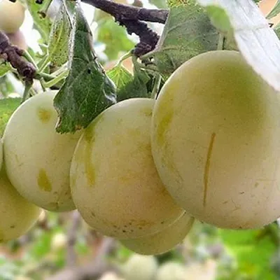 Слива УТРО  Слива УТРО в Омске