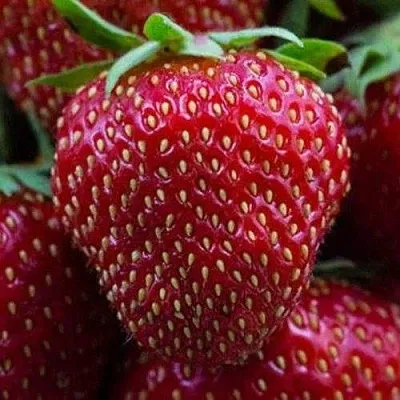 Клубника НАНДИ в Омске