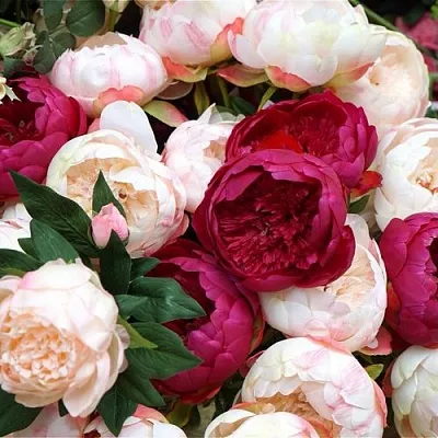 Пионы в Омске