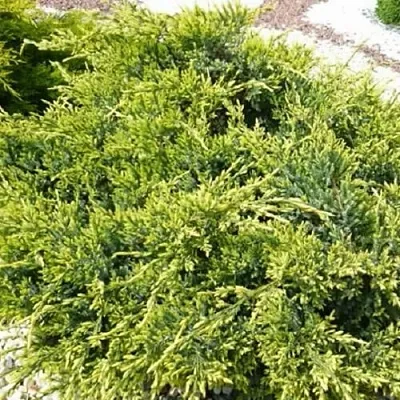 Можжевельник ГОЛД СТАР средний  Можжевельник ГОЛД СТАР средний в Омске