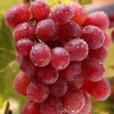 Ранние сорта  Ранние сорта в Омске