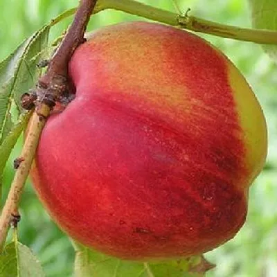 Нектарин СТАРК РЕД ГОЛД  Нектарин СТАРК РЕД ГОЛД в Омске