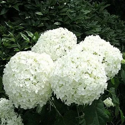 Гортензия АННАБЕЛЬ древовидная  Гортензия АННАБЕЛЬ древовидная в Омске