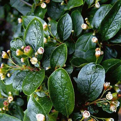 Кизильник  Кизильник в Омске