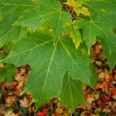 Клен сахарный  Клен сахарный в Омске