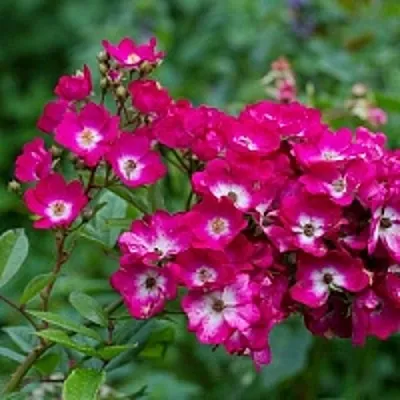 Саженцы роз МАРДЖОРИ ФЕЙР полиантовая в Омске