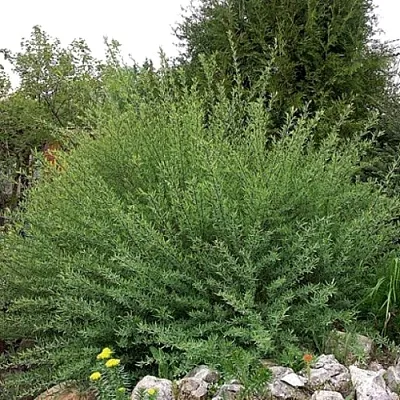 Ива НАНА  пурпурная   Ива НАНА  пурпурная  в Омске