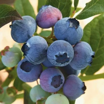 Голубика ОСОРНО — описание сорта Голубика ОСОРНО в Омске