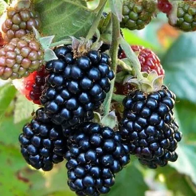 Ежевика ОУАЧИТА бесшипная — описание сорта Ежевика ОУАЧИТА бесшипная в Омске