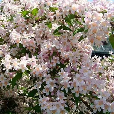 Кольквиция  Кольквиция в Омске