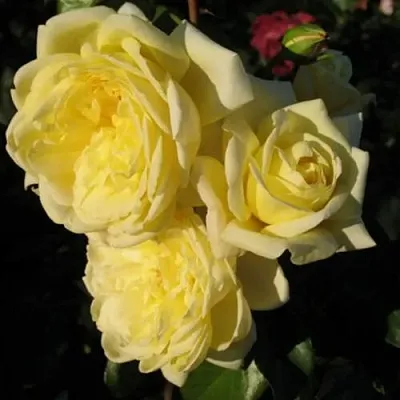 Саженцы роз КАЗИНО плетистая  Саженцы роз КАЗИНО плетистая в Омске