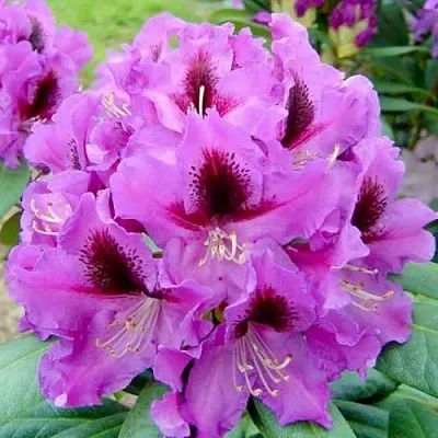 Рододендрон РАСПУТИН  Рододендрон РАСПУТИН в Омске