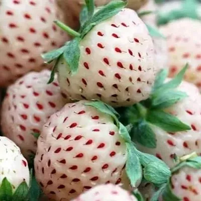 Клубника АНАНАСА ремонтантная в Омске