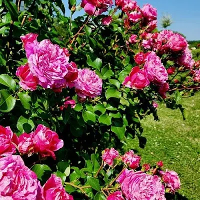 Саженцы роз ИНЕС САСТР плетистая  Саженцы роз ИНЕС САСТР плетистая в Омске