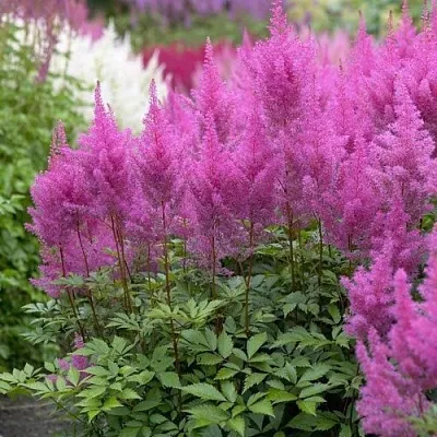 Астильба АМЕТИСТ Арендса  Астильба АМЕТИСТ Арендса в Омске